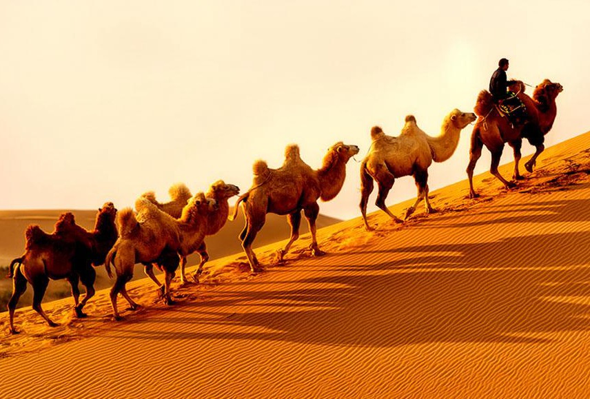 Kubuqi Desert amazes in summer