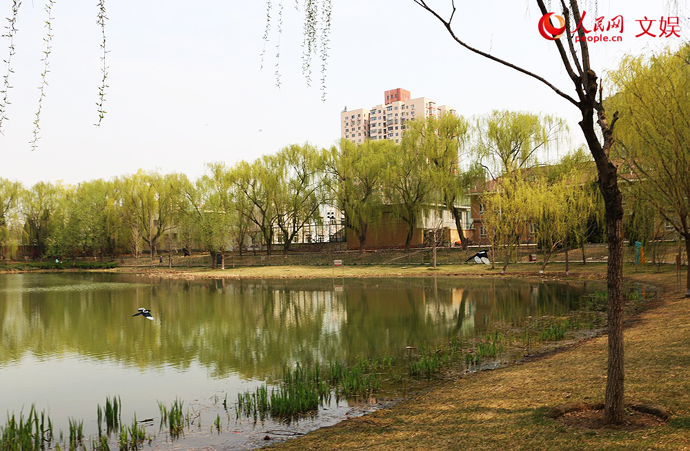 Beijing residents head to bookstores and parks as spring beckons