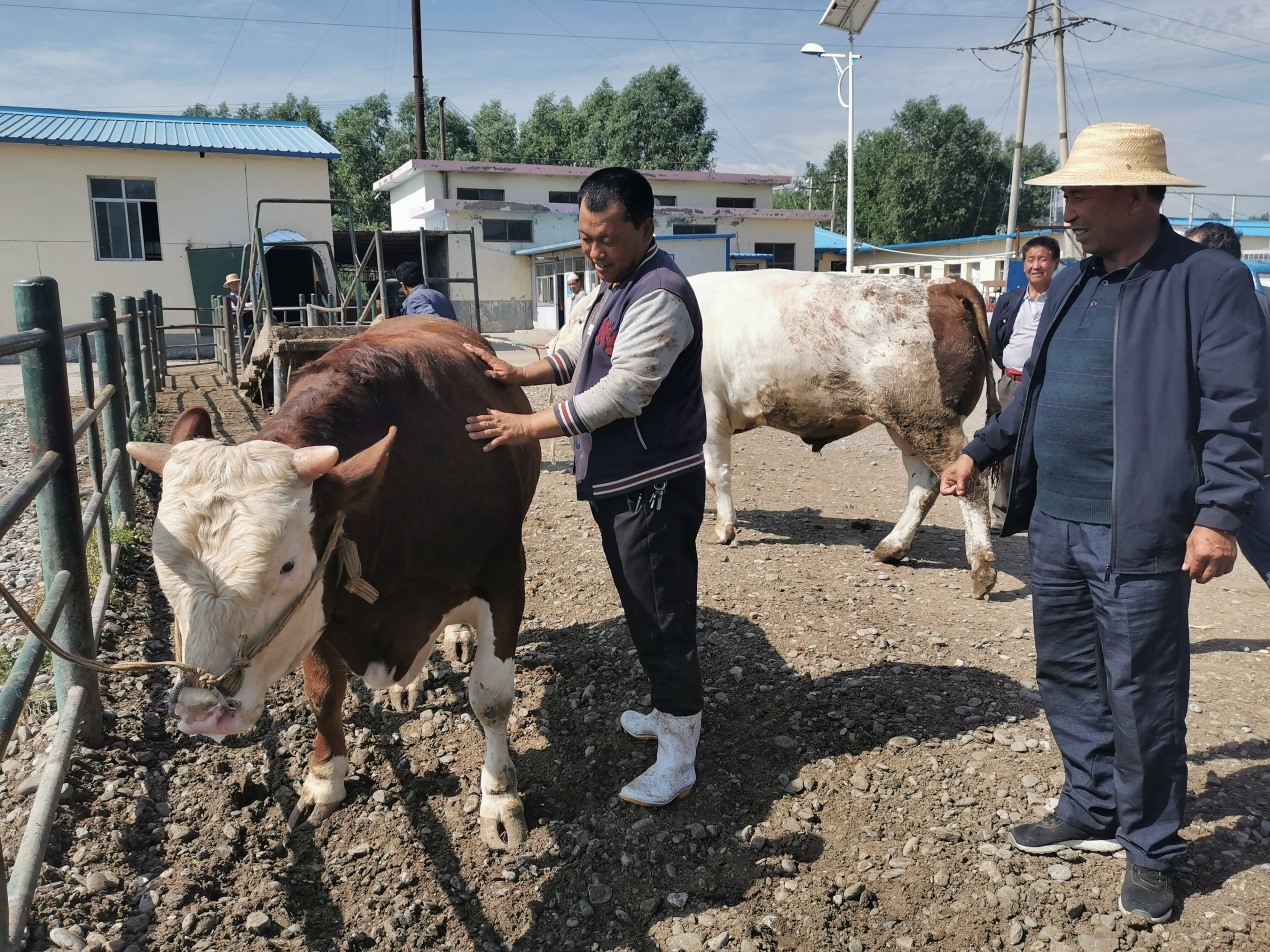 “I just happen to live in a great era” - story of a Chinese cattle dealer fighting poverty