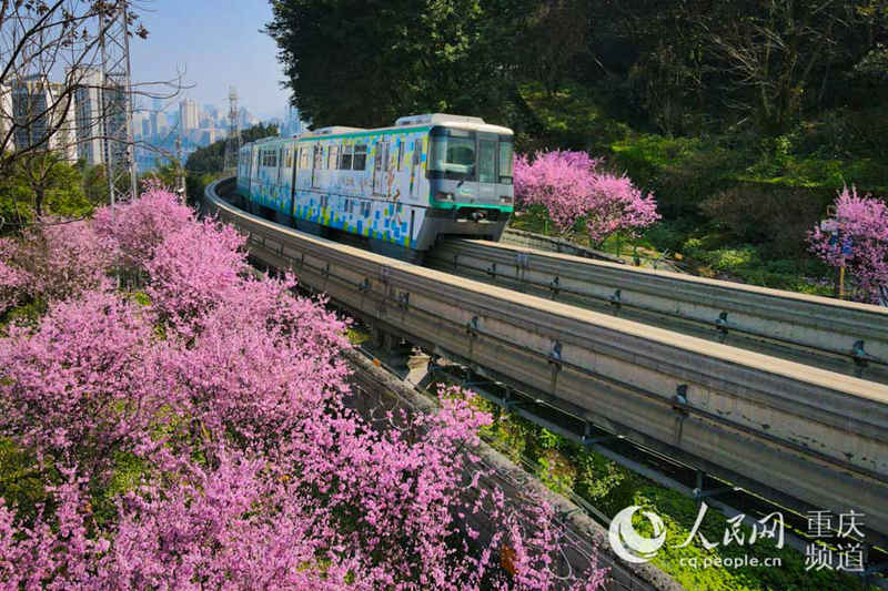 Train runs amid spring flowers in Chongqing