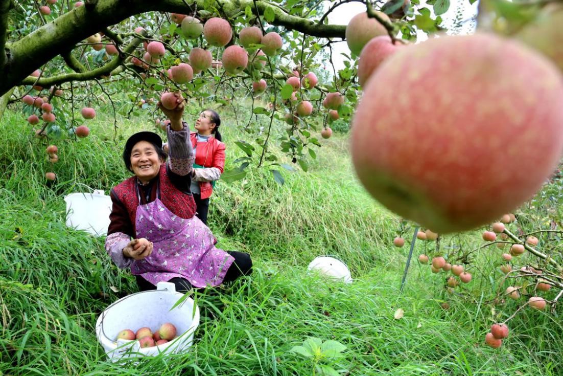 CPPCC member nurtures apple business in SW China, leads local farmers out of poverty