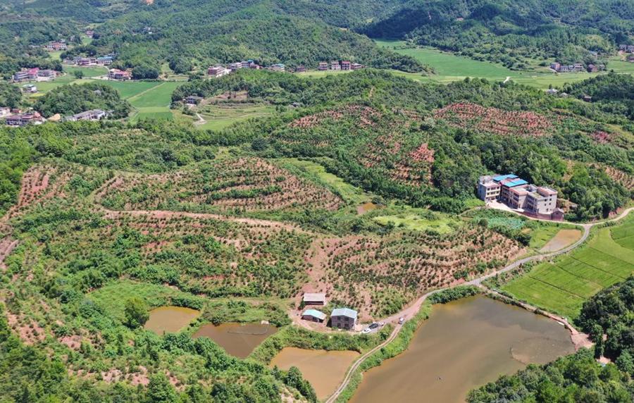 Camellia oleifera lifts environment, brings economic benefits to residents in central China