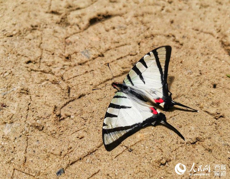 Tibet becomes home to 569 species of butterflies