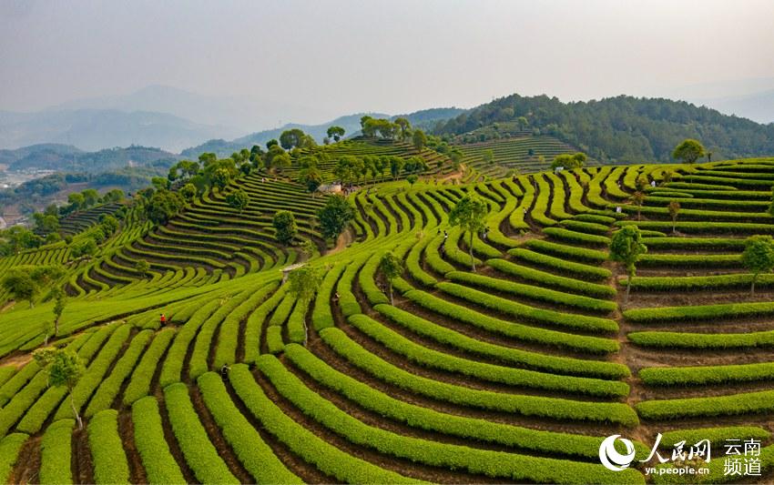 Ning'er of SW China's Yunnan ushers in booming tea-picking season