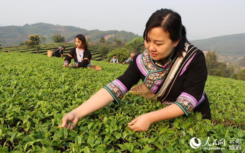 Ning'er of SW China's Yunnan ushers in booming tea-picking season