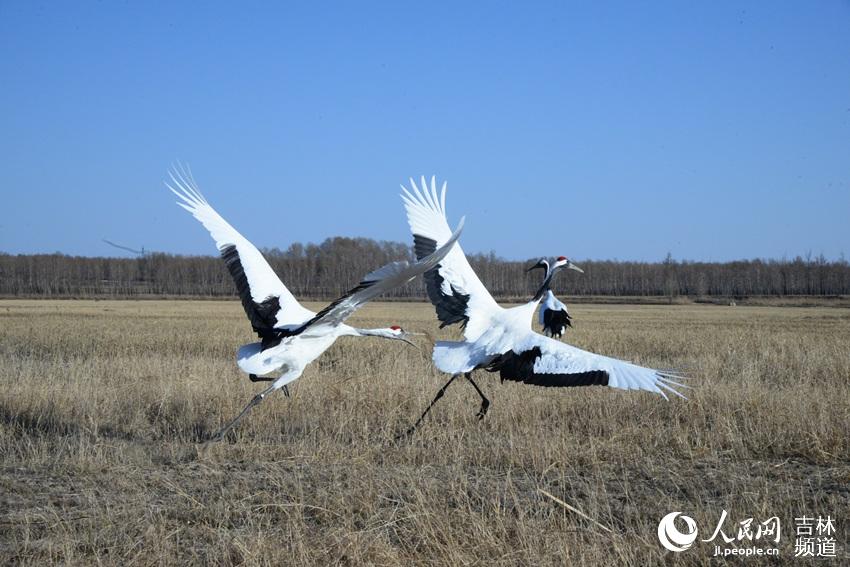 Cranes welcome the arrival of spring in NE China's nature reserve