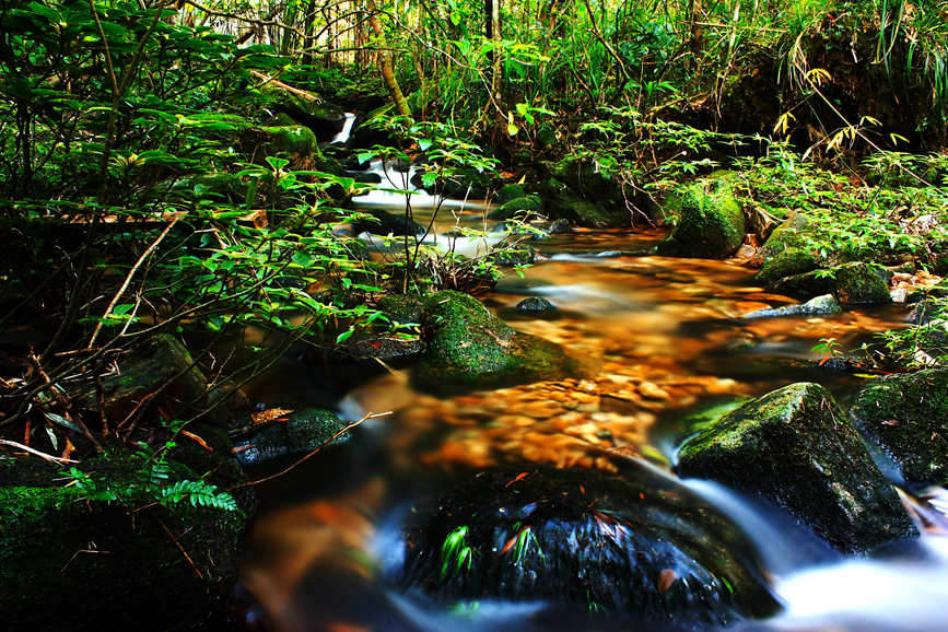 Pics: Mesmerizing tropical rainforest in Hainan