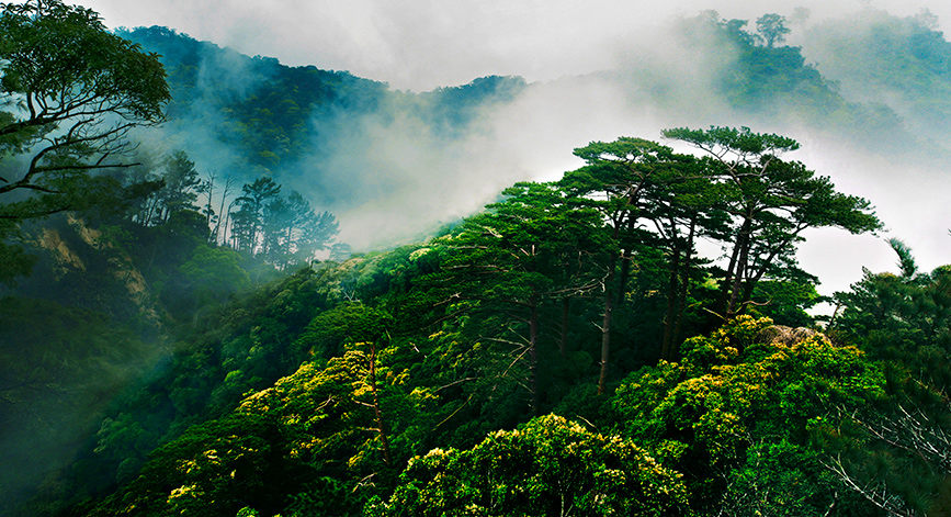 Pics: Mesmerizing tropical rainforest in Hainan