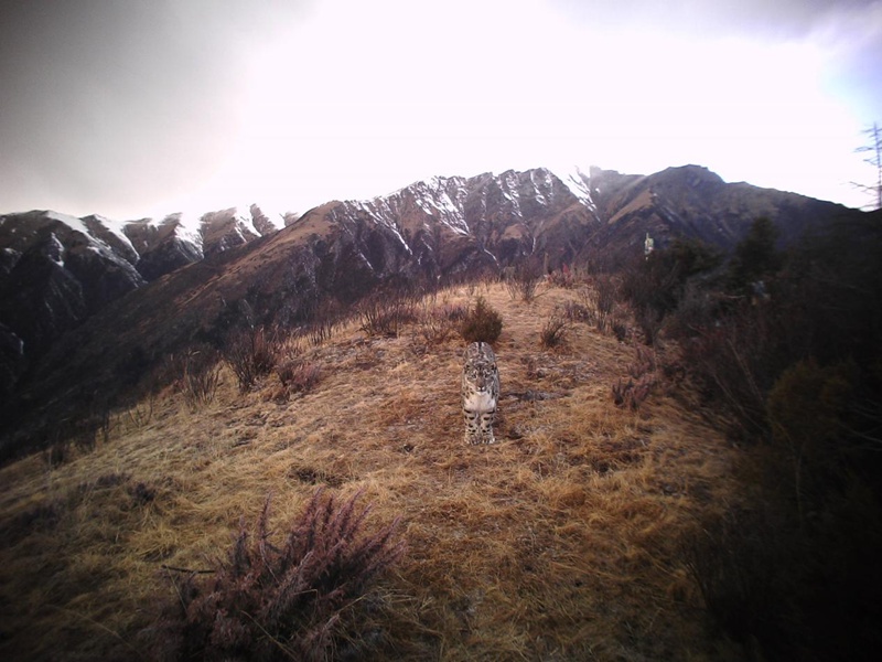 Panthera pardus and snow leopard appear at same location in SW China's Tibet