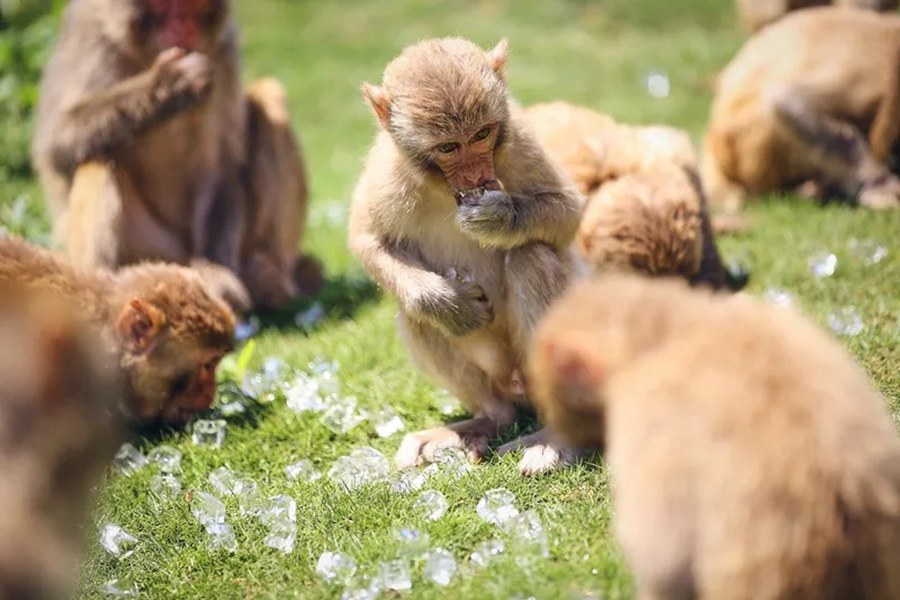 Hainan zoo helps keep animals cool in scorching summer