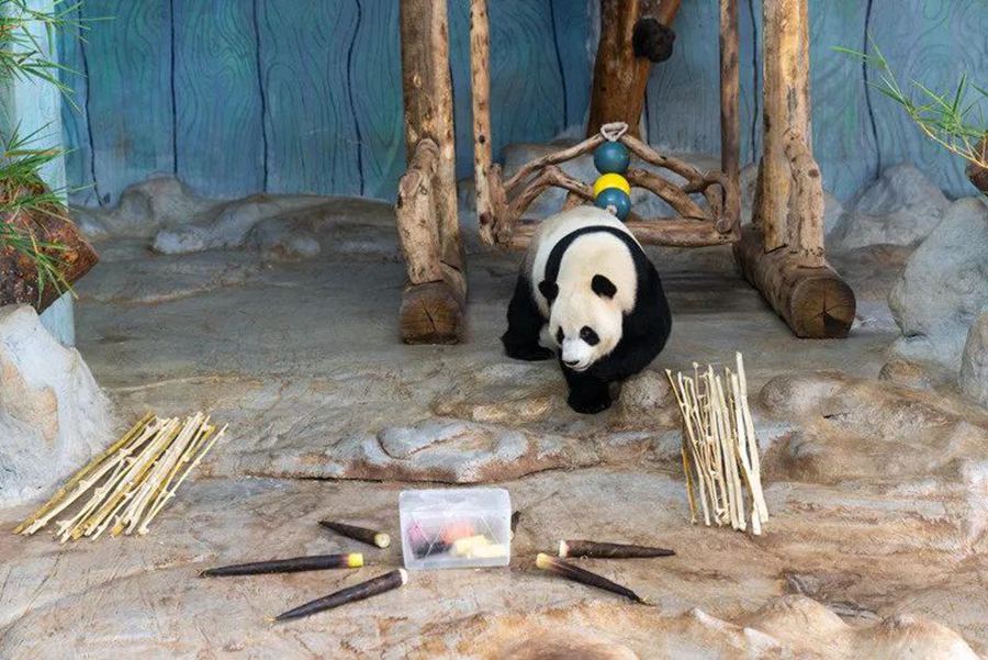 Hainan zoo helps keep animals cool in scorching summer