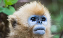 In pics: golden monkeys in Shennongjia National Park