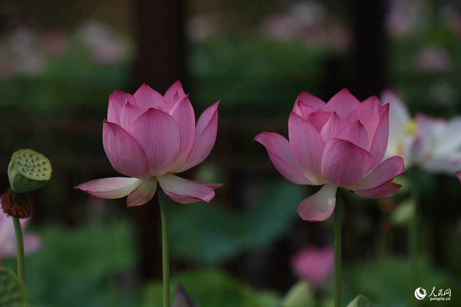 Lotus in E China's Fujian in full bloom