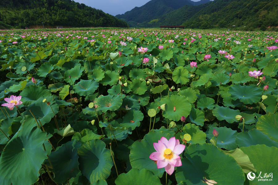 Lotus in E China's Fujian in full bloom