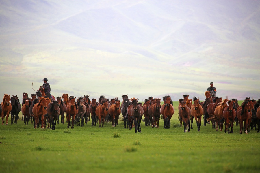 Beautiful scenery of horse breeding farm in Gansu