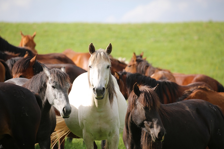 Beautiful scenery of horse breeding farm in Gansu