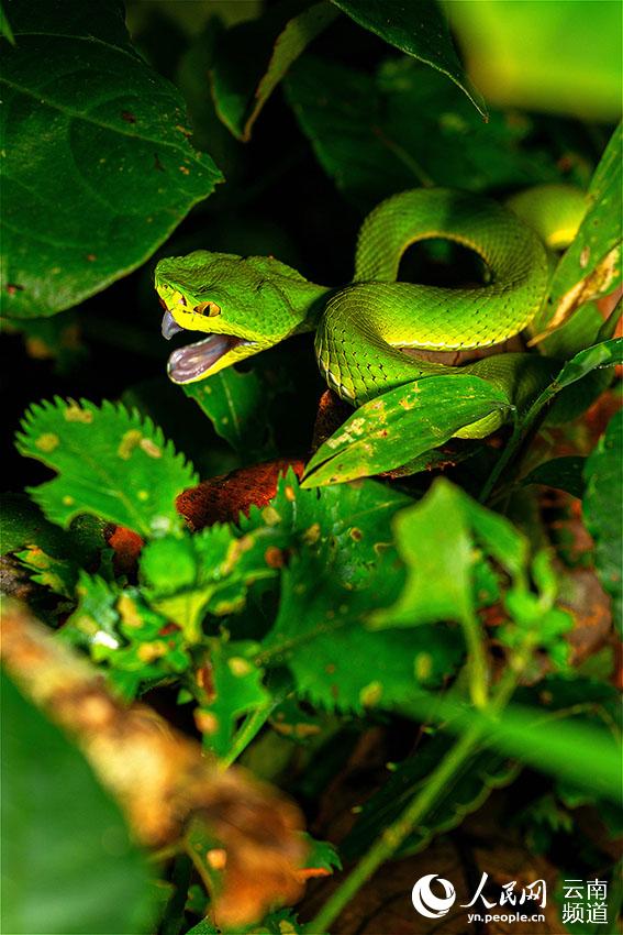 In pics: various species of colorful snakes in Yunnan