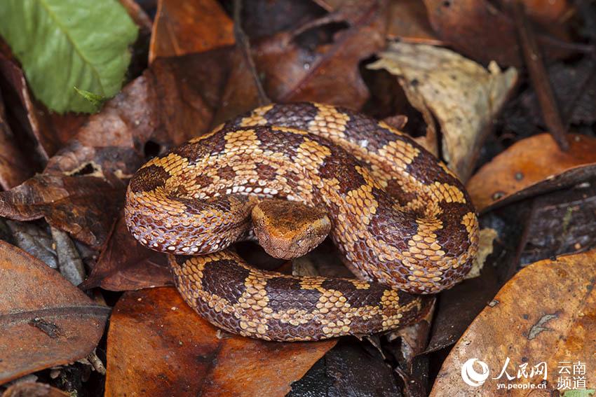 In pics: various species of colorful snakes in Yunnan