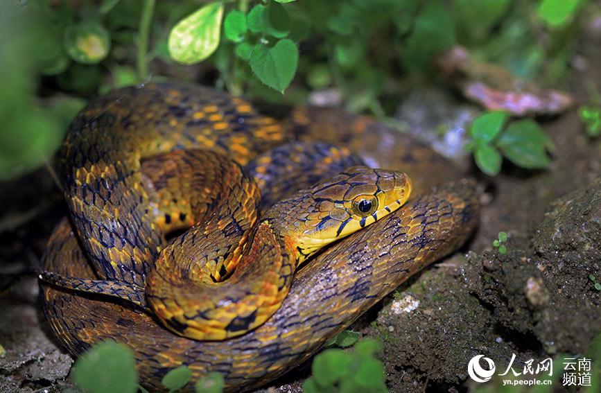 In pics: various species of colorful snakes in Yunnan