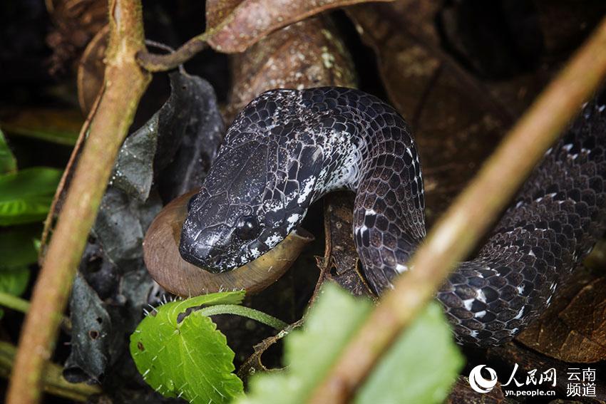 In pics: various species of colorful snakes in Yunnan