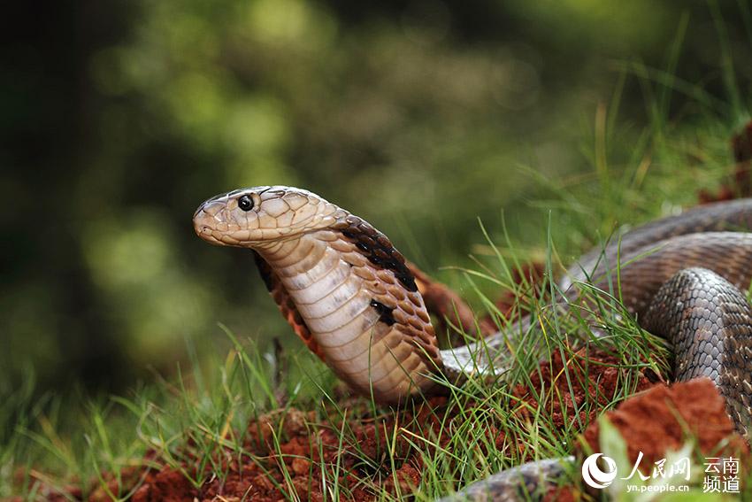 In pics: various species of colorful snakes in Yunnan