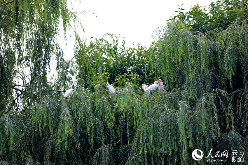 In pics: Park in SW China’s Yunnan becomes a paradise for birds, boasts rich biodiversity