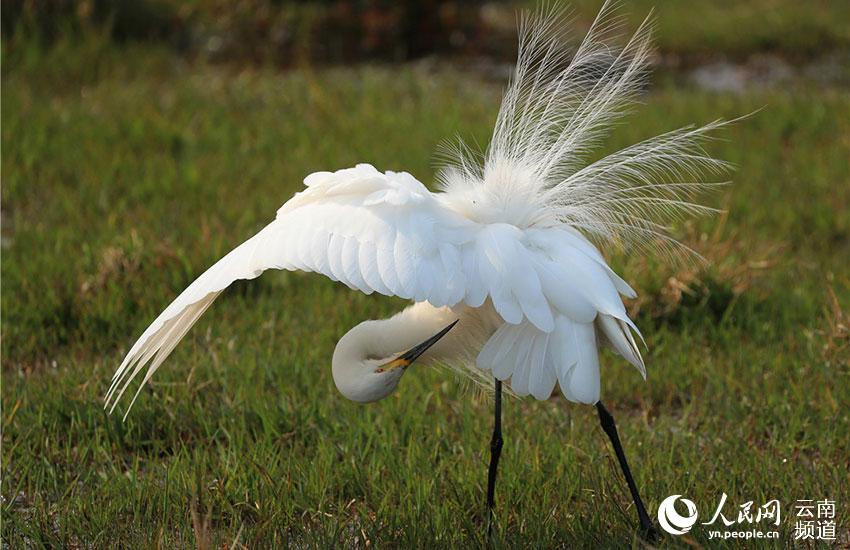 In pics: Come and watch 67 kinds of water birds at Tengchong in China’s Yunnan Province