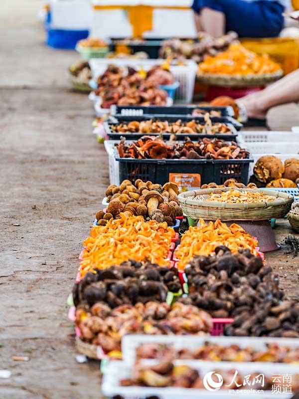 Explore the wonderful world of mushrooms in SW China's Yunnan