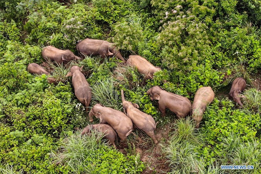 Wandering wild Asian elephants return to traditional habitat in Mojiang County, Yunnan