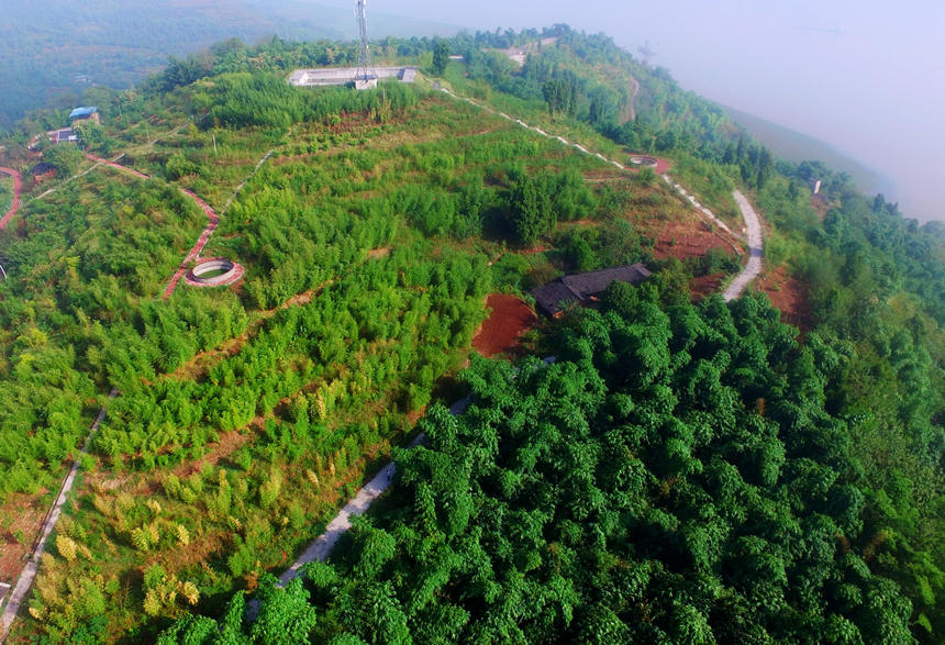 In pics: Farmers harvest bamboo shoots in SW China’s Chongqing