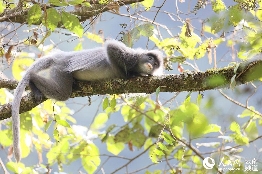 National first-class protected Phayre's leaf monkeys increase to over 2000 in SW Yunnan