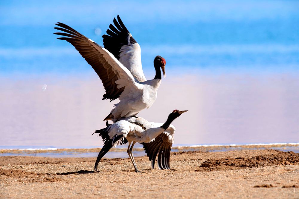 Black-necked crane population exceeds 8,000 in SW China’s Tibet