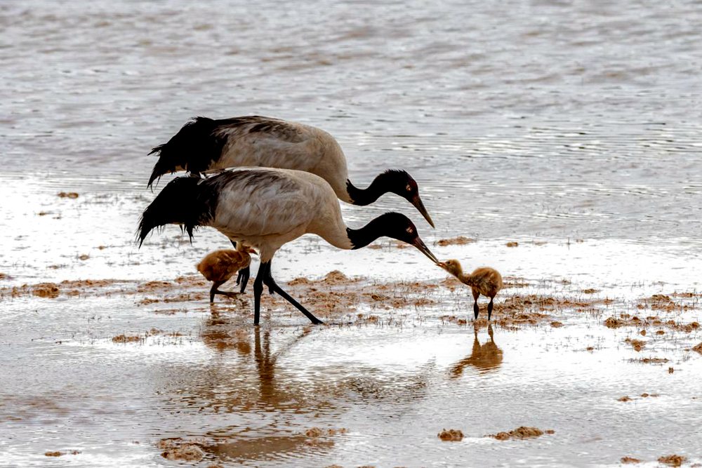 Black-necked crane population exceeds 8,000 in SW China’s Tibet