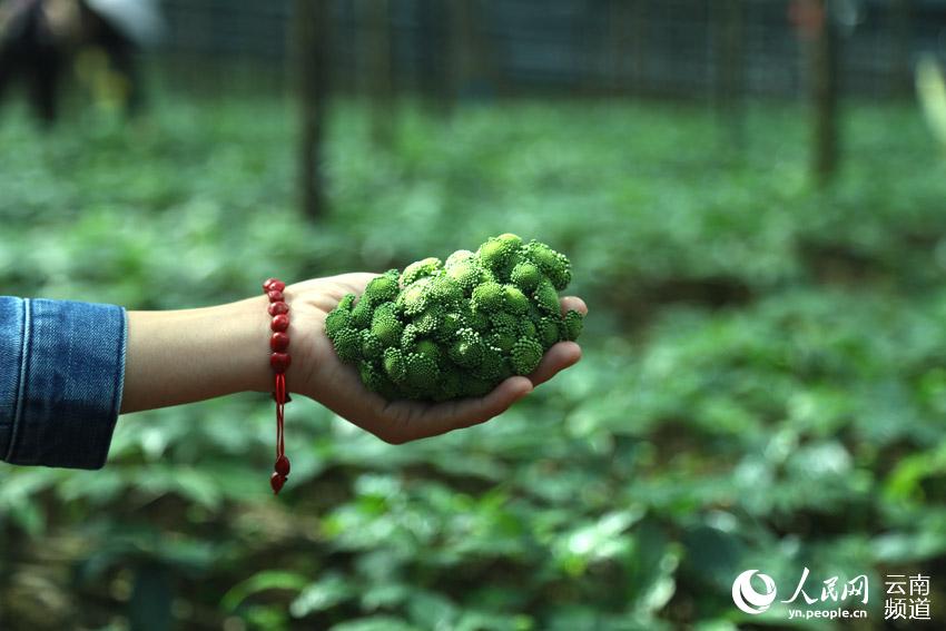 Wenshan prefecture in SW China’s Yunnan makes headway in conservation of endemic herb