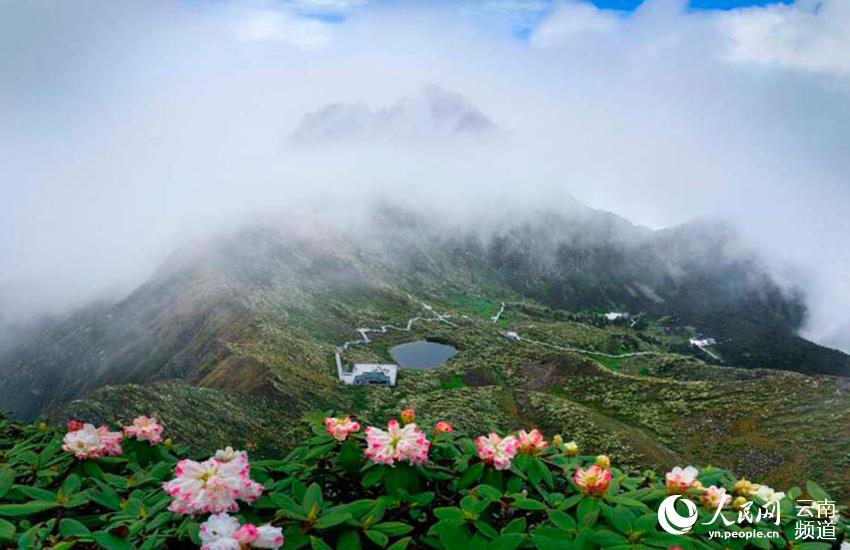 Azalea, one of eight well-known flowers in SW China’s Yunnan