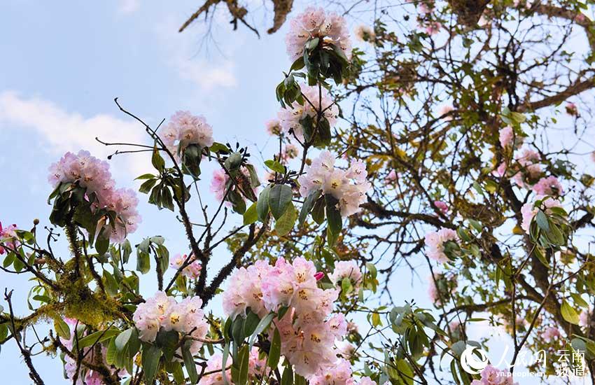 Azalea, one of eight well-known flowers in SW China’s Yunnan