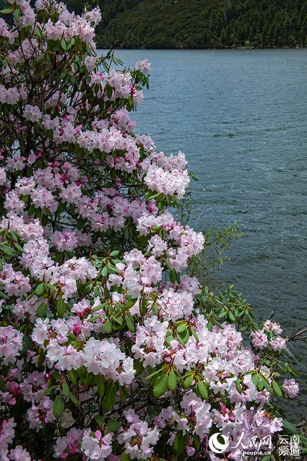 Azalea, one of eight well-known flowers in SW China’s Yunnan