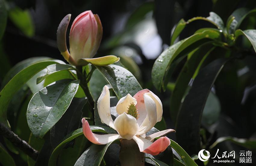 Discovering Yunnan's eight best-known beautiful flowers: Magnolia