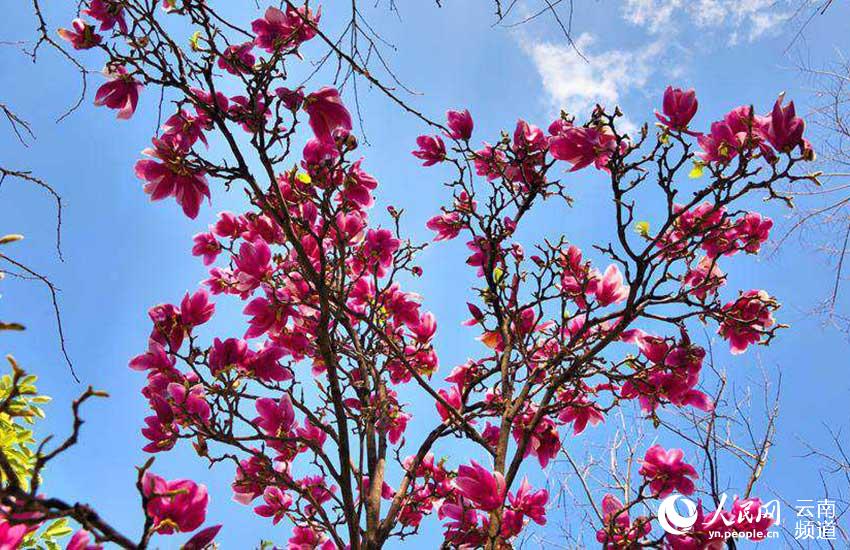 Discovering Yunnan's eight best-known beautiful flowers: Magnolia