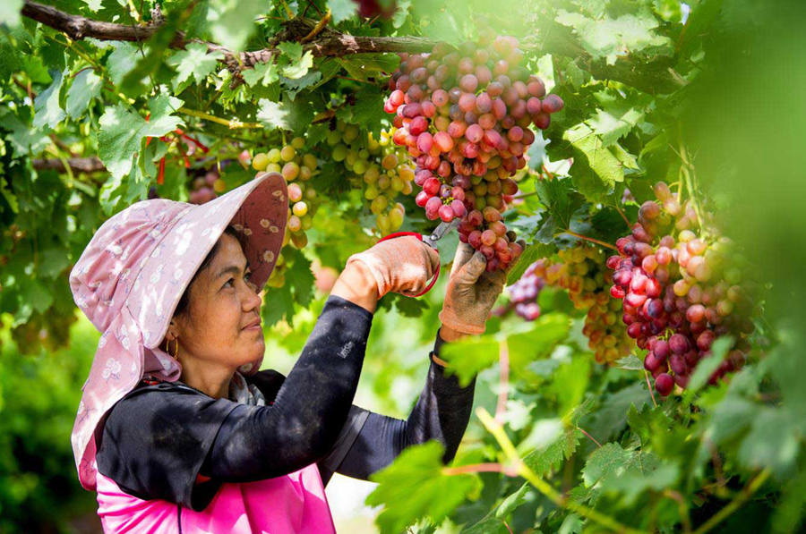 Grape planting promoted to increase growers' incomes in Xinjiang's Huocheng county