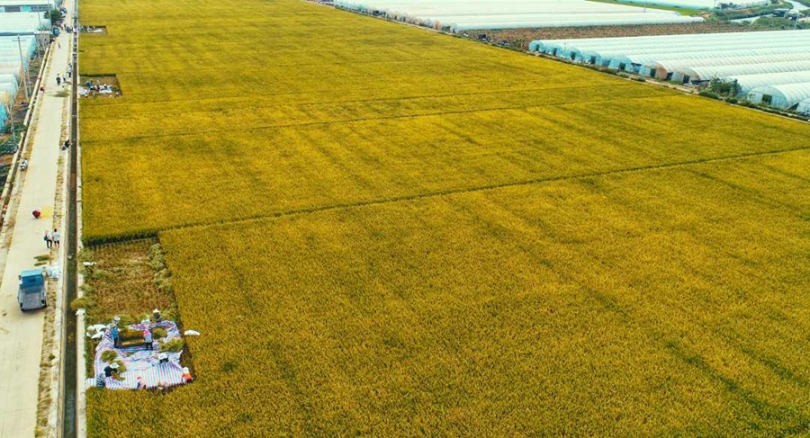 Super hybrid rice variant achieves unit yield of over 1,100 kg in Yunnan