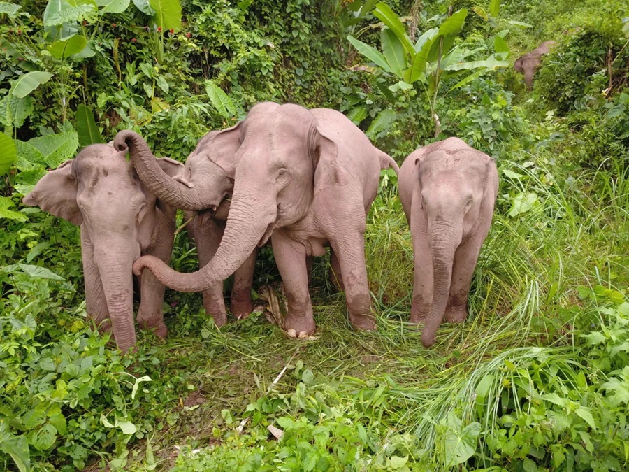 Food base for Asian elephants to open soon in Yunnan