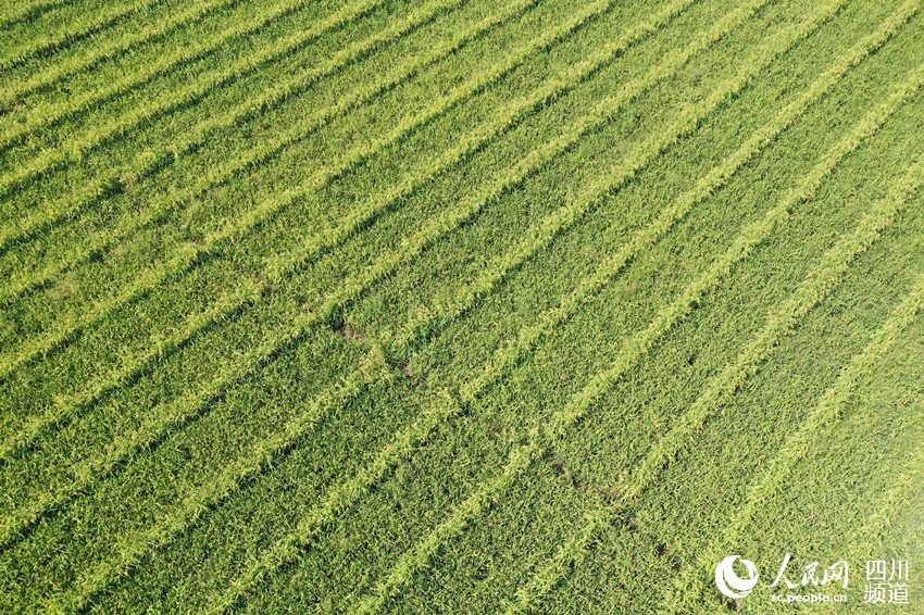 Bumper harvest presents a magnificent scene of terraced rice paddies in SW China's Luzhou city