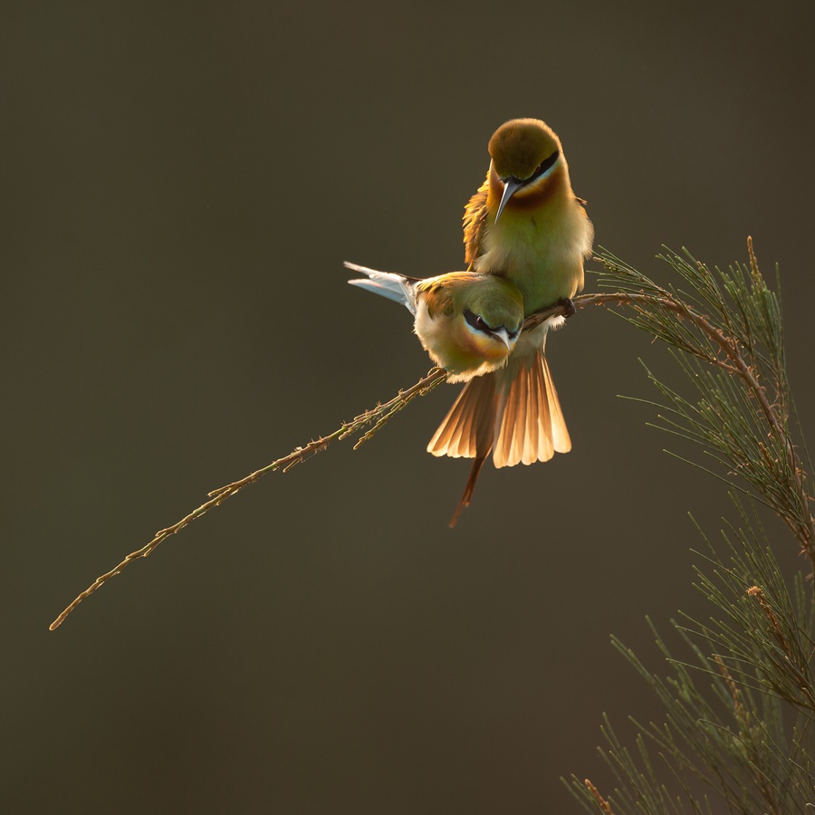 S China's Haikou sees bee-eater population rise from 26 to 72 in four years