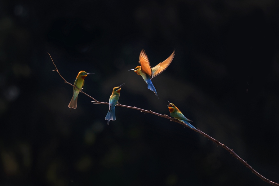 S China's Haikou sees bee-eater population rise from 26 to 72 in four years