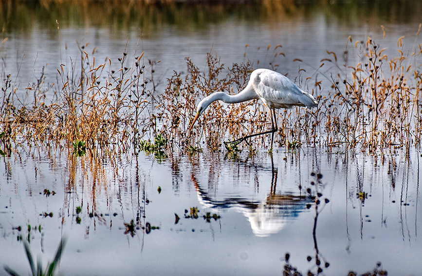 Wild birds overwinter in N China's Yuncheng Salt Lake