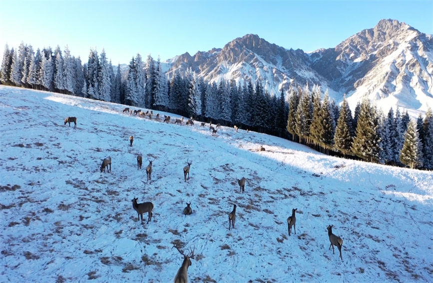 Second-class state protected animal Tianshan wapiti seen in grassland in northern Xinjiang