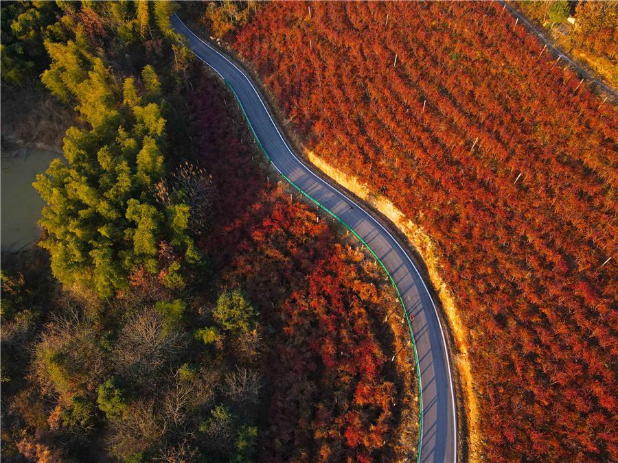 Rosy red blueberry leaves brighten up mountains in E China’s Anhui 