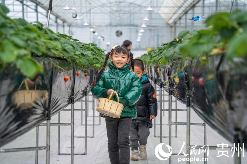 Strawberry industry in SW China's Guizhou brings wealth to local people