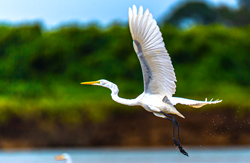 Improved ecology provides better habitats for migratory birds in S China’s Guangxi